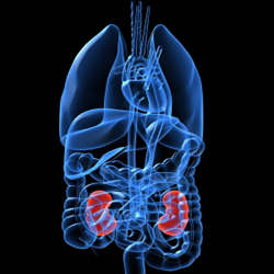 5 faits étonnants au sujet des transplantations rénales chez l’enfant